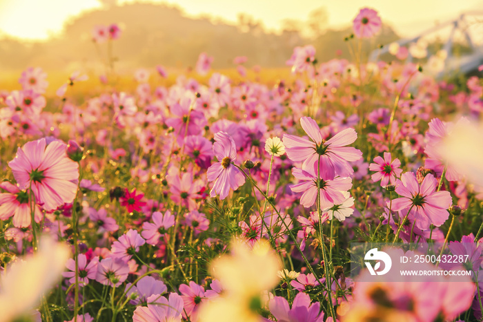 Cosmos flowers blooming in the morning