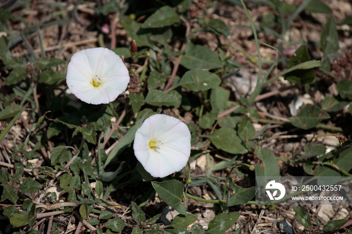 Hedge false Close up of bindweed plant.