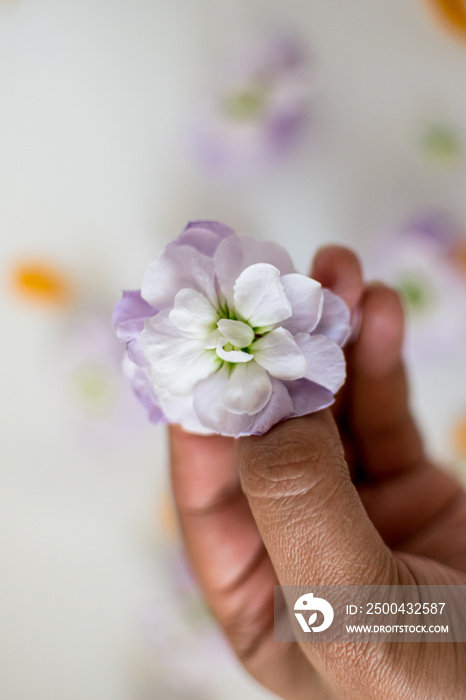 黑人妇女的手拿着鲜花，紫色和白色的鳃花，花朵