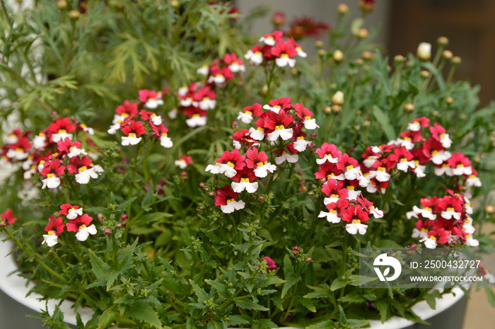 red blooming nemesia plant