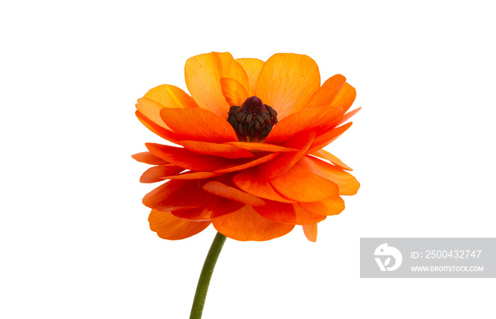 buttercup flower isolated