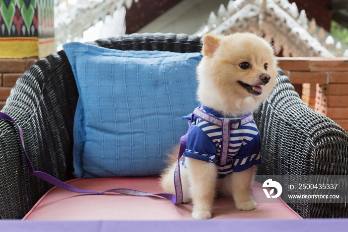 波美拉尼亚犬小狗可爱可爱的宠物快乐友好