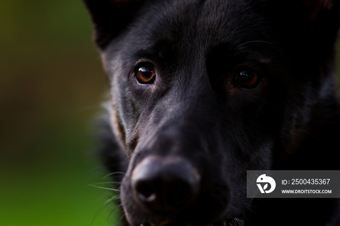 portrait of a black German Sheppard dog