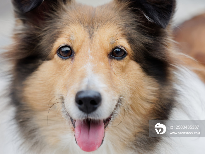 Headshot portrait of a cute shetland sheepdog, faithful and smiling expression.