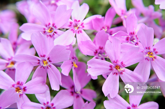 Colorful blooming pink creeping phlox (phlox subulata or mountain phlox). Macro shot of a spring flo