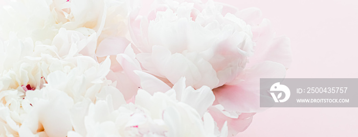 白色牡丹花作为粉色背景的花卉艺术，婚礼平面和奢华品牌设计