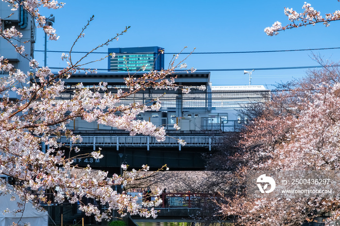 東京 中目黒の桜と中目黒駅 宝来橋から