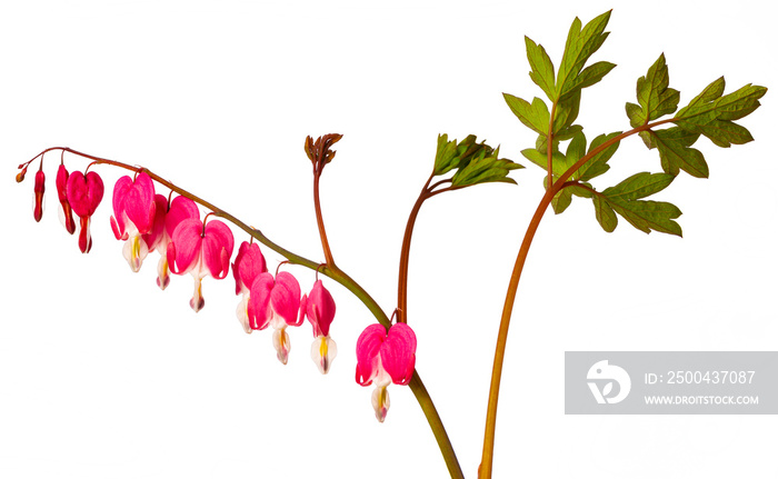 garden flower - Lamprocapnos spectabilis - bleeding heart isolated on a white background