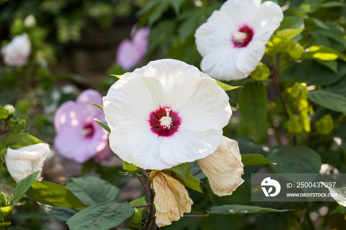 Hibiscus Moscheutos, beautiful flowers in botanical garden