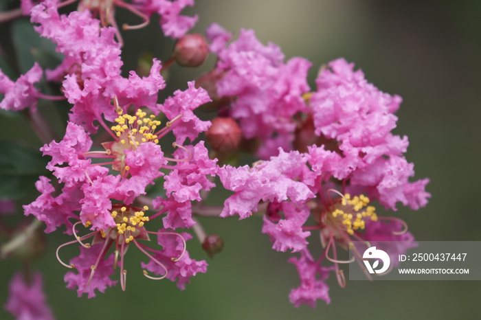 Lagerstroemia flos reginae, Giant Crape Myrtle, Queens flower, Pride of India, Banaba, Blooming Pink