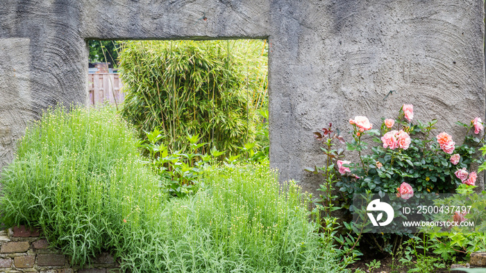 带有植物和粉色玫瑰的混凝土灰色花园墙