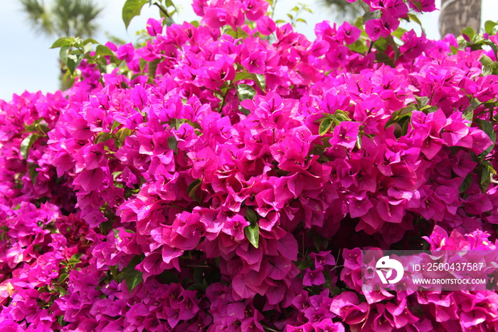 bougainvillea