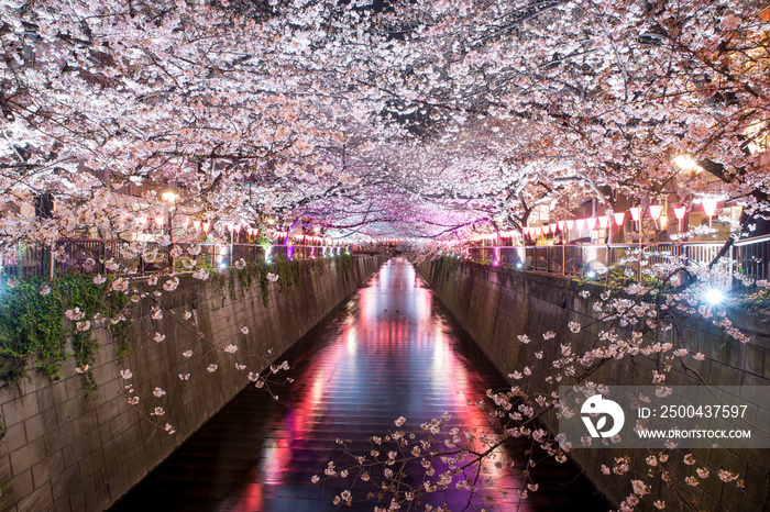 Cherry blossom lined Meguro Canal at night in Tokyo, Japan. Springtime in April in Tokyo, Japan.