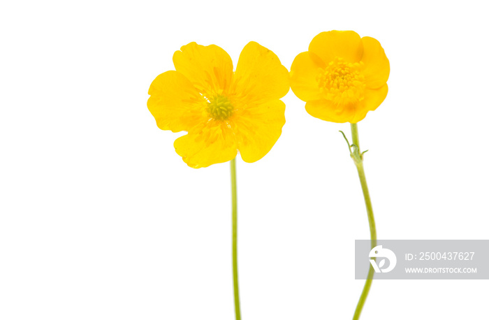 yellow flower isolated