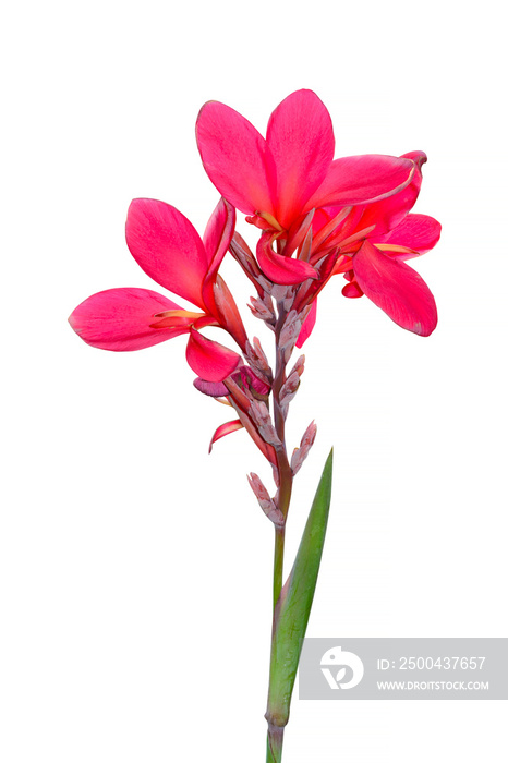 Pink canna lily flowers on white background. Clipping path