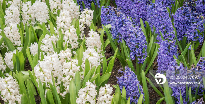 White and blue hyacinths in the garden.