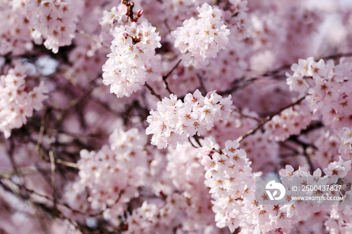 樱花还是樱花。