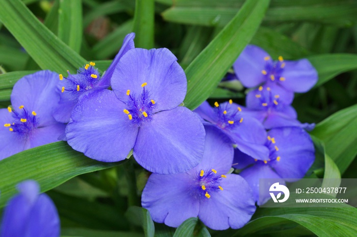 Purple blue spiderwort tradescantia flowers (trillium)