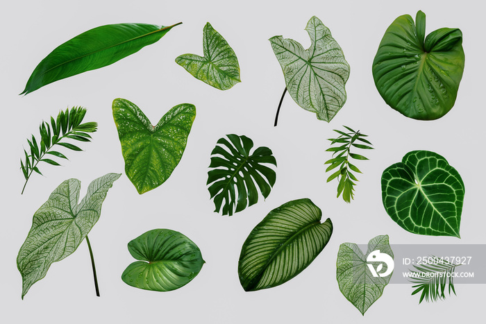 More beautiful exotic tropical leaves, isolated leaf background