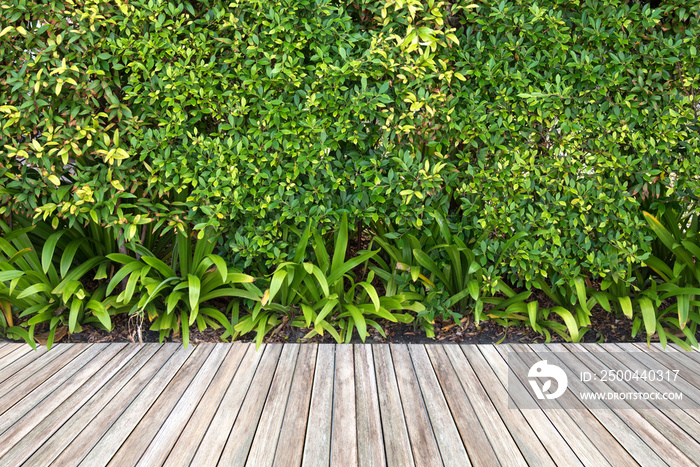 Wooden floor and plant with wall garden background.