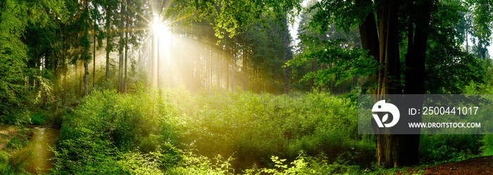 Lichtung im nebligen Wald mit Sonne, die durch Bäume scheint