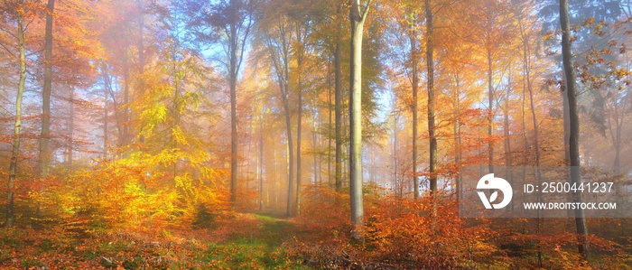 Mysterious morning fog in a beautiful beech tree forest. Autumn trees with yellow and orange foliage