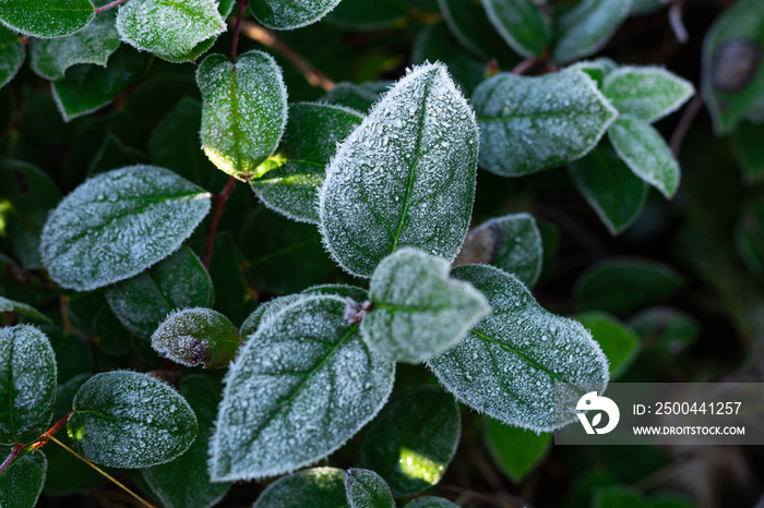 Frost on salal leaves