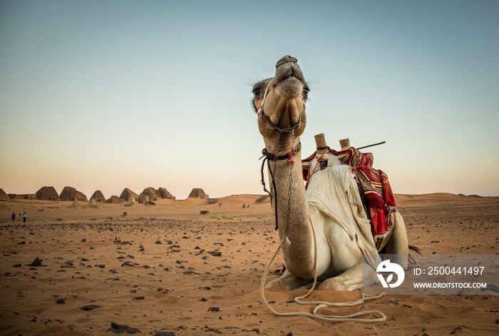 Camel in Numibian desert, Meroe pyramids, Soudan