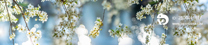 开花的春天樱花树特写和轻bokeh