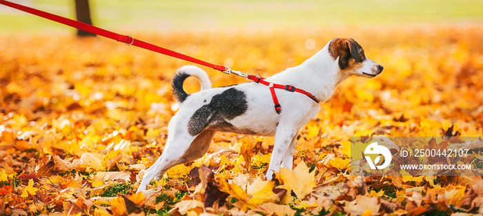 Closeup on dog on leash outdoors in autumn