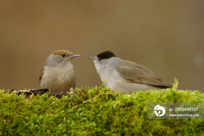 Eurasian Blackcap / Sylvia atricapilla