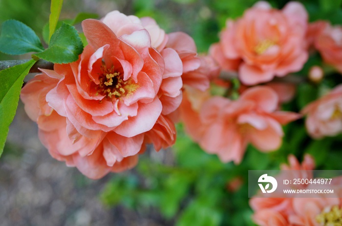 Apricot orange blooms of flowering quince chaenomeles shrub