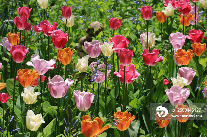 Garden tulips in sunlight. Colorful tulips in a spring garden. Background with garden bright color t