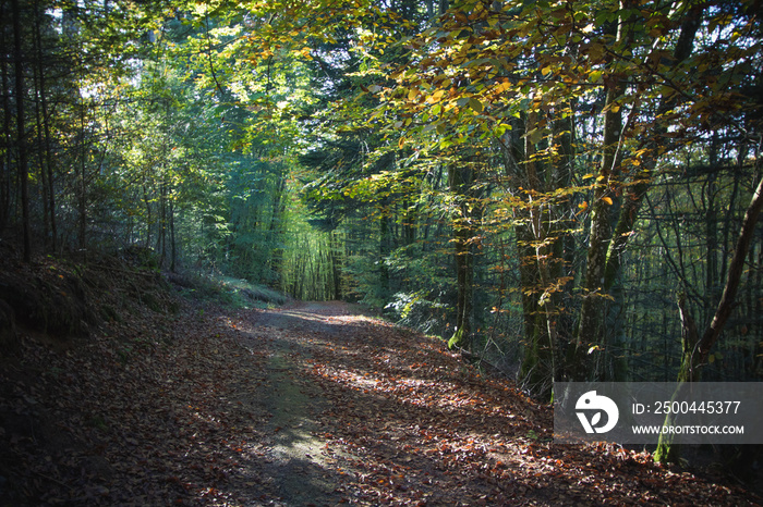 chemin en sous bois en automne