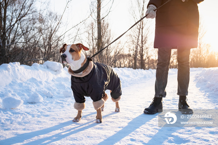 Walking with a dog in coat on cold winter day. Person with a dog in warm clothing on the leash at a 