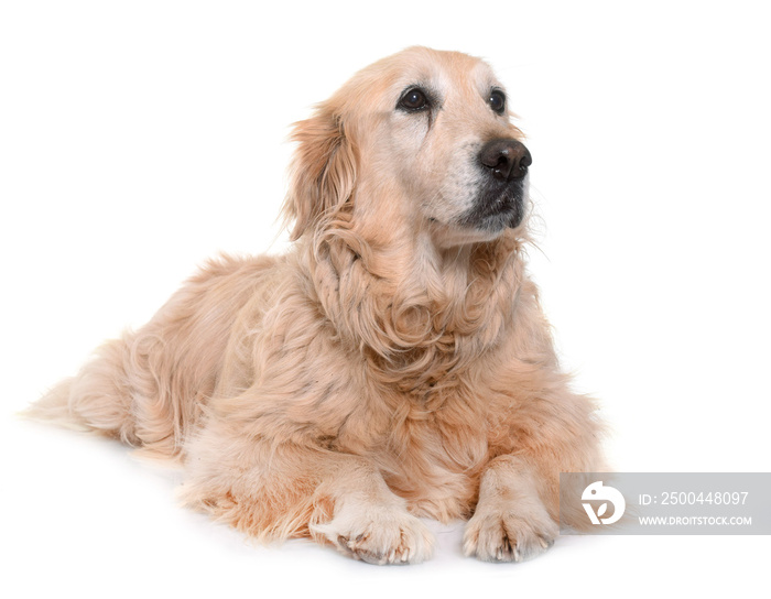 old golden retriever