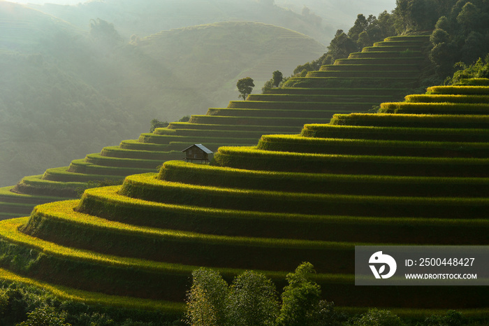 Terrace rice field of Mu Cang Chai on during sunrise, sunrise effact, Vietnam