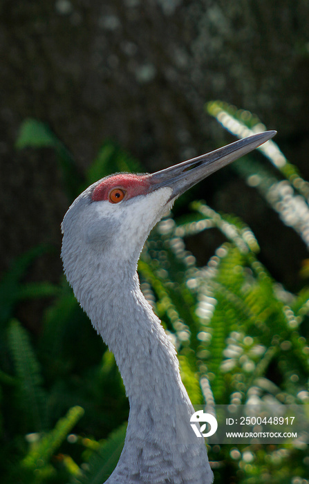 Sandhill Crane，Grus canadensis公司