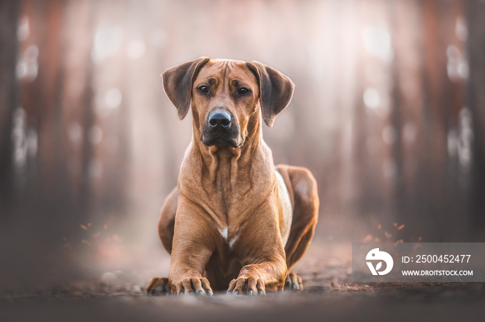 Rhodesian Ridgeback dog portrait