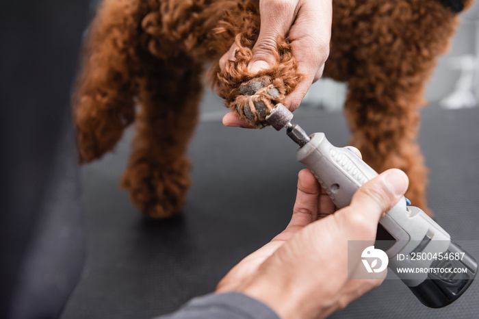 partial view of african american man polishing claws of brown dog in grooming salon.