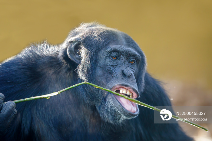 chimpanzee (Pan troglodytes) male close up portrait
