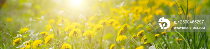 Panorama blurred background of green field with dandelion and bright sunlight.