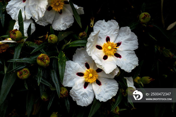 Rockrose flower（Cistus ladanifer）特写。