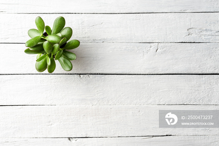 Small green plant on white wooden table