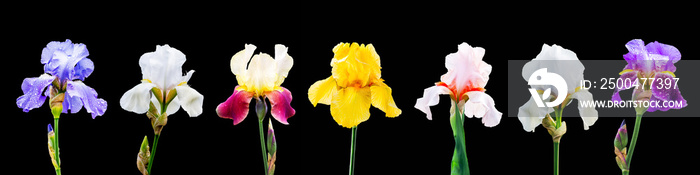 A set of images of multicolored iris flowers on a black isolated background_