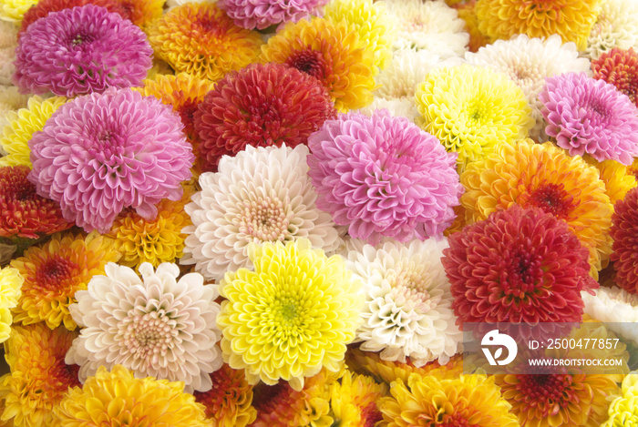 Chrysanthemum flowers background