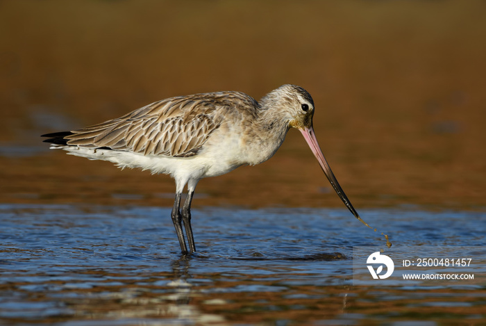 黑尾鹬-Limosa Limosa，来自全球淡水和海岸的美丽害羞的鹬，