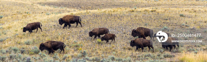 Bison in Yellowstone National Park | Wyoming