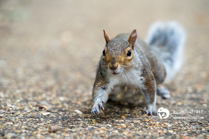 squirrel in the park