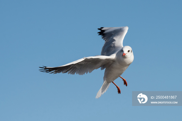 Black-headed Gull, Chroicocephalus ridibundus